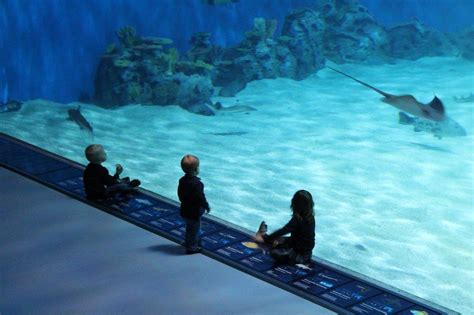 Book your tickets online for Den Bla Planet, National Aquarium Denmark, Copenhagen: See 1,733 ...