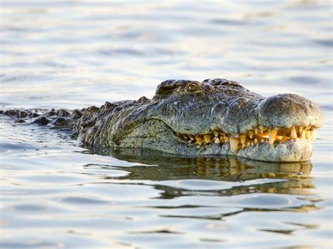 Massive crocodile which has ‘eaten 300 people’ is on the loose | indy100