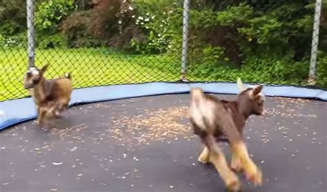 Just A Couple Baby Goats Jumping On A Trampoline NBD*