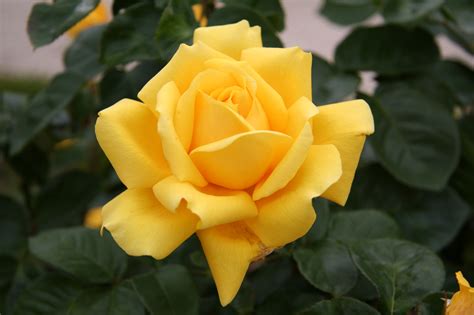 Most Beautiful Rose The Best Wallpaper Most Beautiful - Yellow Rose Images Hd (#498495) - HD ...