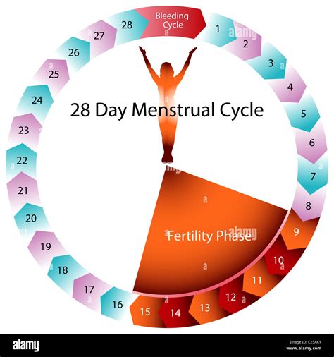 Menstrual cycle chart hi-res stock photography and images - Alamy