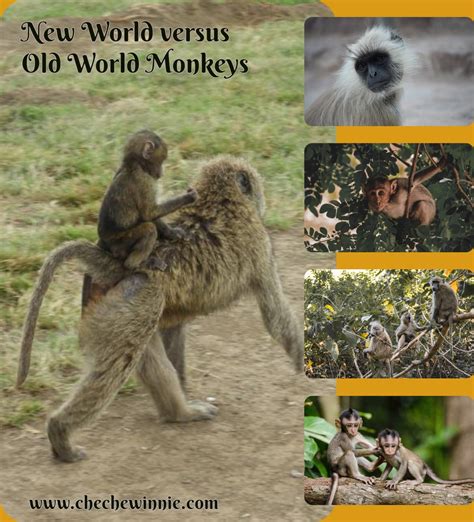 New World versus Old World Monkeys - The Eco Advocate