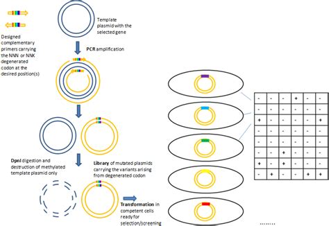 Biomolecules | Free Full-Text | Improvement of Biocatalysts for Industrial and Environmental ...