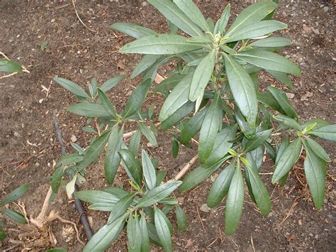 Carpenteria californica – The Watershed Nursery