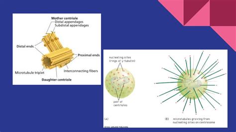 Microtubule Organizing Centers (BIOS 041) - YouTube