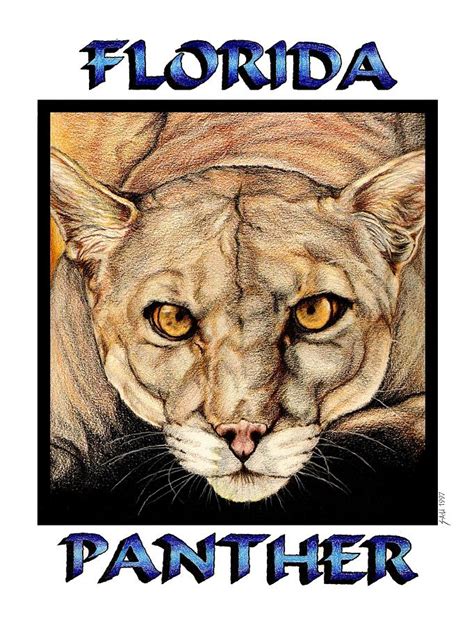 Florida Panther Drawing at GetDrawings | Free download