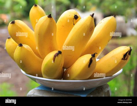 Bunch of Banana Planted in Cambodia, Southeast Asia Stock Photo - Alamy