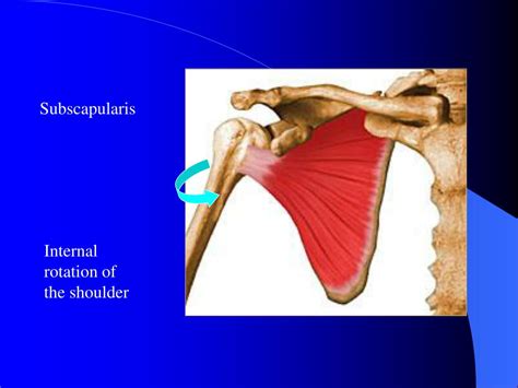 PPT - Shoulder region muscles PowerPoint Presentation, free download - ID:1718235