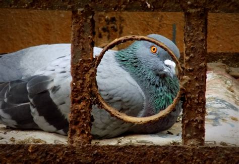 Poisoning pigeons: is it or unhealthy concept? | Dial a Service Canada