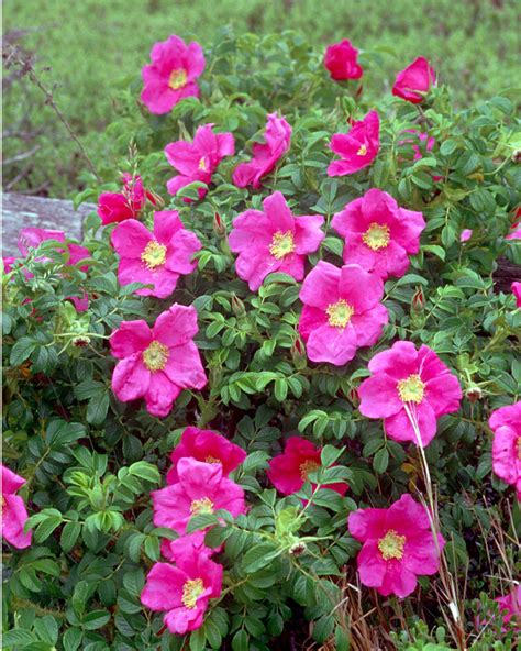 Beach Roses, Marconi Beach, Welfleet (Cape Cod), MA photo & image | north america, united states ...