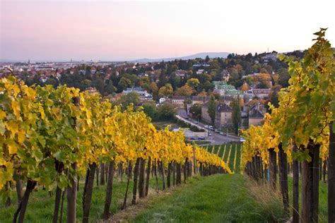 Austrian Wine Regions | Wine Guide | Virgin Wines