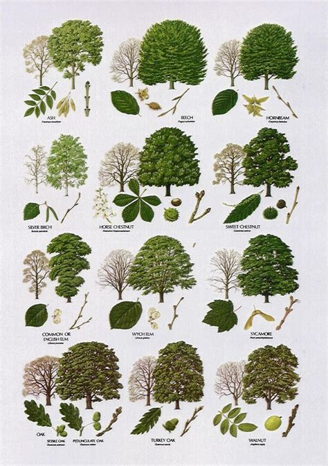 Pin by Chelsey Johnson on Free Garden Charts | Tree leaf identification, Tree identification ...