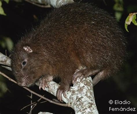 Hispaniolan hutia - Alchetron, The Free Social Encyclopedia