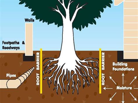 Prevent Root Damage with Root Barrier - Project | ODS