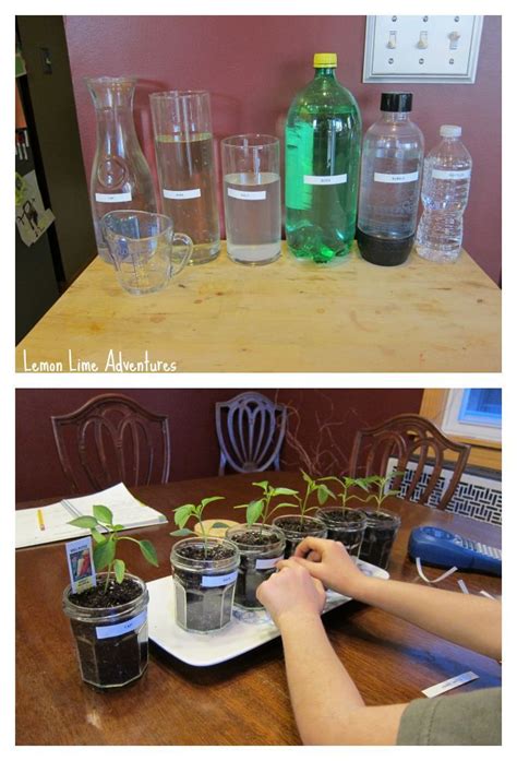 Experiments for Kids | Effecting Plant Growth | Plant science fair ...