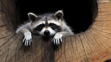 hollow, raccoon, trees - Animals wallpapers: 1920x1080