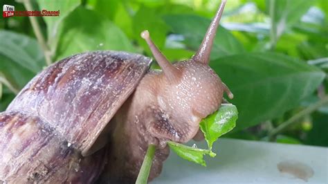 Snail eating fruits and vegetables