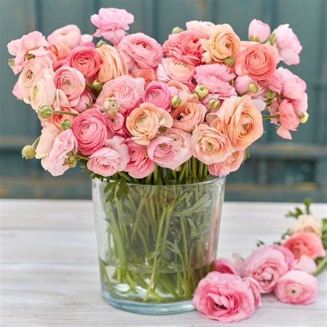 Ranunculus Bulbs | Shop 51 Varieties | Eden Brothers