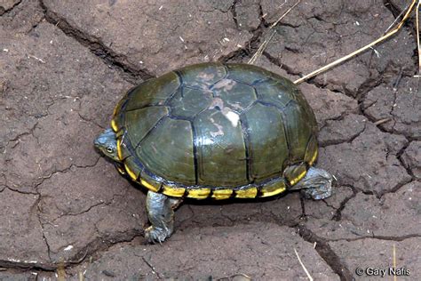 Yellow Mud Turtle - Kinosternon flavescens