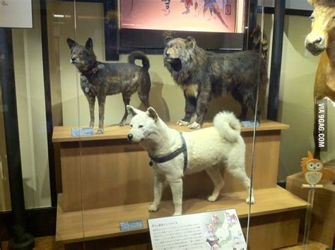 Remember Jap Dog Hachiko? Here is the a real preserved dead body of Hachiko the dog at Ueno ...