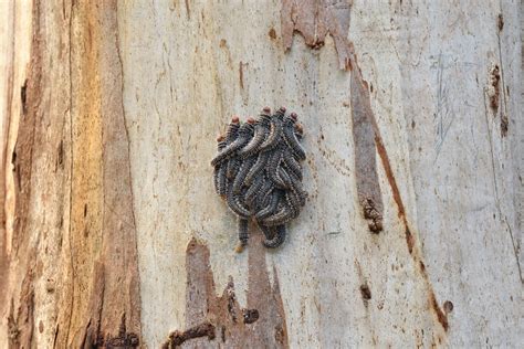 Spitfire Sawfly Larvae - Healesville, Australia | Perga affi ...