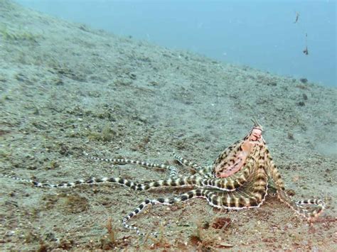 The best actor of the ocean - mimic octopus - More Fun Diving