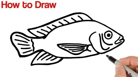 How to Draw Tilapia Fish Easy - YouTube