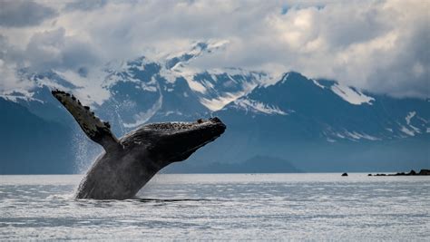 4 Ways Onto The Water In Glacier Bay National Park | HuffPost