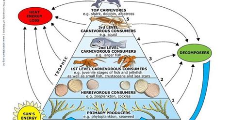 African Savanna Decomposers - Pets Lovers