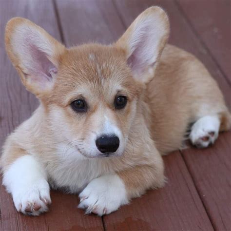 Teacup Corgi Cost: How Much Does a Teacup Corgi Cost? - Pet Spruce