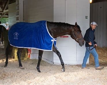 Haikal - Horse Profile - BloodHorse