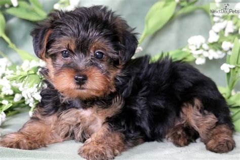 Pee Wee: Yorkiepoo - Yorkie Poo puppy for sale near Lancaster, Pennsylvania. | e1ba0f8d-7c61