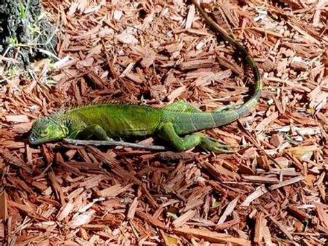 Watch out for falling iguanas in Florida, reptiles immobilized by cold ...