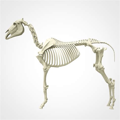 How healthy are your horse's bones?