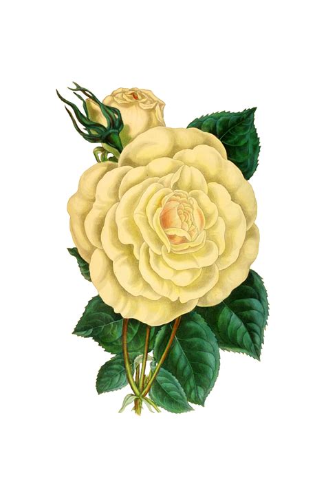 Painted Rose Flower Blossom Free Stock Photo - Public Domain Pictures