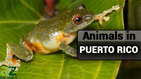 Wildlife In Puerto Rico: Discover Amazing Puerto Rican Animals! - YouTube