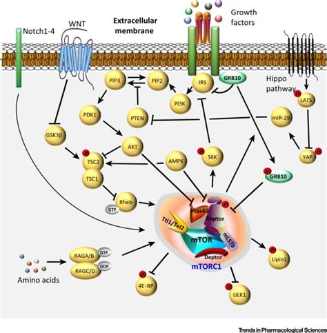 Recent Advances in Adipose mTOR Signaling and Function: Therapeutic Prospects: Trends in ...