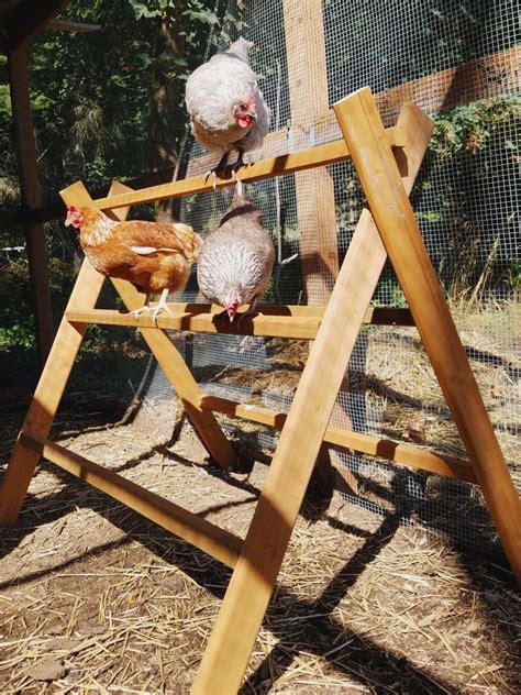 Chicken Run Playground – The Artful Roost | Chicken coop run, Chicken perches, Chicken diy