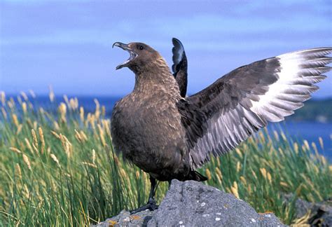 Brown Skua (Catharacta antarctica)