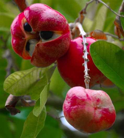 21 of the most exotic fruits around the world. Weird Fruit, Hawiian ...