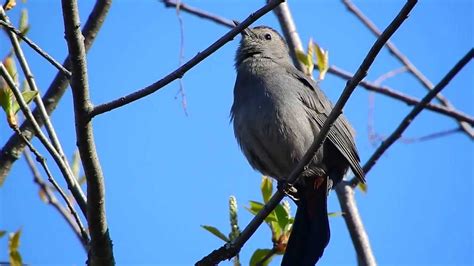 Catbird Singing - YouTube