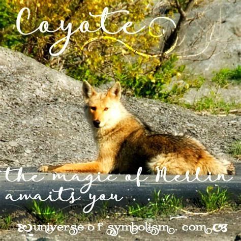 Coyote Symbolism & Meaning | Coyote Spirit, Totem & Power Animal ...