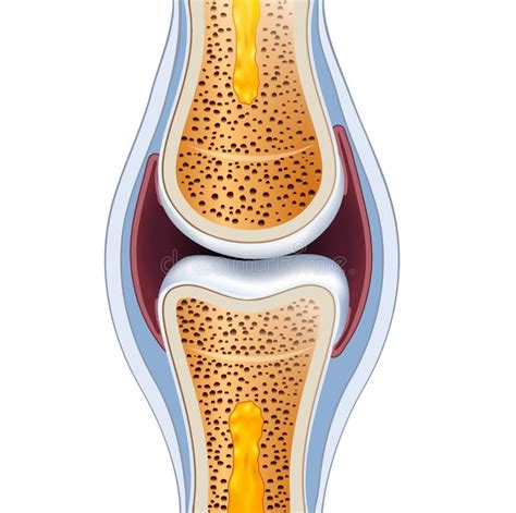 Normal Synovial Joint Anatomy Stock Vector - Image: 44562478