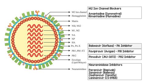 Baloxavir (Xofluza), a New Influenza Anti-Viral Medication is FDA Approved, But Does it Work ...