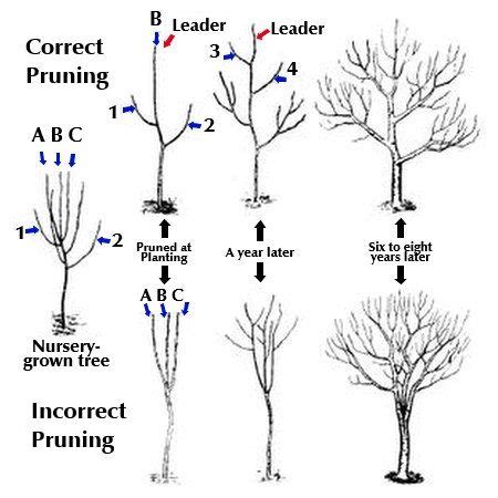 Pruning Young Fruit Trees Fruit Garden, Garden Trees, Edible Garden, Veggie Garden, Garden ...