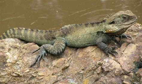 Download Animals Photos: Australian Water Dragon