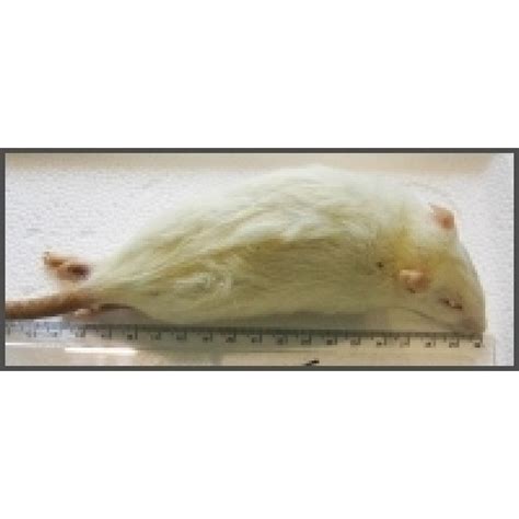 Frozen Rat | Kings Heath Pet Centre | Your Local Pet Centre