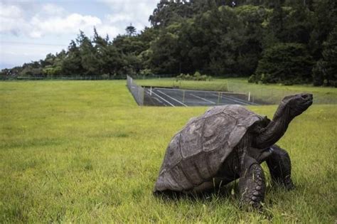 Jonathan, St. Helena’s ancient tortoise, awaits visitors | GMA News Online