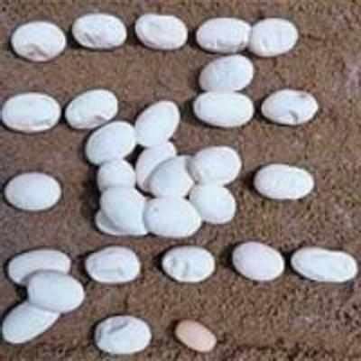 Wildlife volunteers to care for 60 cobra eggs