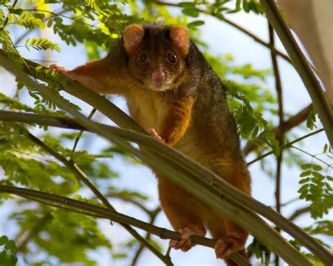 Common Ringtail Possum - Facts, Diet, Habitat & Pictures on Animalia.bio